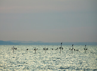 Fototapeta na wymiar Cormorants hang on poles in the sea at dusk