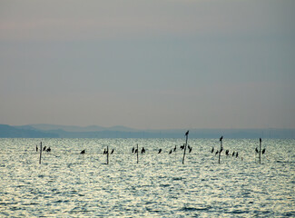 Cormorants hang on poles in the sea at dusk