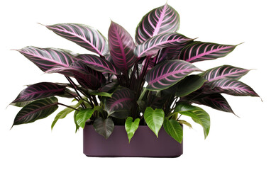 Midnight Maranta Blossoms in Virtual Precision on a Clear Surface or PNG Transparent Background.