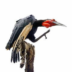 a southern ground hornbill preening its feathers