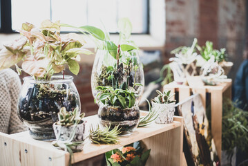 Plants and Arrangements 