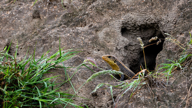a giant plated lizard in a termite mound