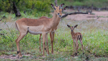 a newborn impala lamb with an impala ewe