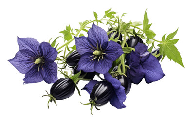 Digital Realism in Nightshade Nigella Imagery on a Clear Surface or PNG Transparent Background. - obrazy, fototapety, plakaty