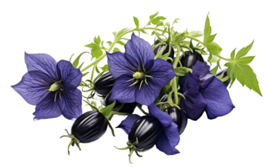 Digital Realism in Nightshade Nigella Imagery on a Clear Surface or PNG Transparent Background.
