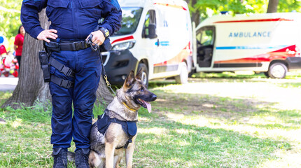 Police dog K9 canine German shepherd with policeman in uniform on duty. Search, rescue or guard dog concept.