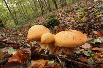 Closeup on a colorful orange brown spectacular rustgill mushroom, on the forest floor