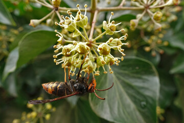 Closeup on the invasive Asian hornet, Vespa velutina on an Ivy flower