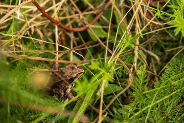 Naklejka na ściany i meble frog on the grass