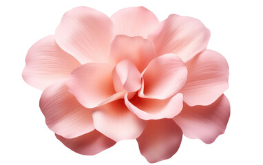 A Delicate Symphony of Floral Elegance on a Clear Surface or PNG Transparent Background.