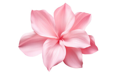 Embracing the Grace in Petal Soft Blush on a Clear Surface or PNG Transparent Background.
