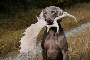 Weimaraner apportiert Damschaufel