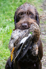 Jagdhund apportiert Ente
