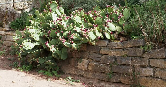 Indian fig opuntia or cactus pear (Opuntia ficus-indica) cultivated as ornamental plant  along a low wall in a botanical park in Germany
