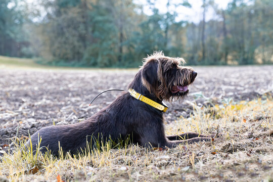 Pudelpointer