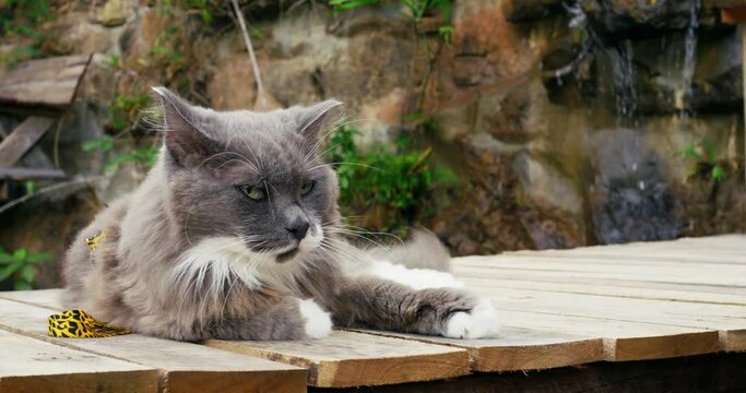 Gray fluffy cat with leash lies on wooden pier. Cat is resting in jungle near waterfall. Cinematic shot of relaxed atmosphere beautiful nature rock with waterfall and cat lying on pier.