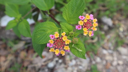 Lantana camara, the smell flora but it have many function as herbal medicine