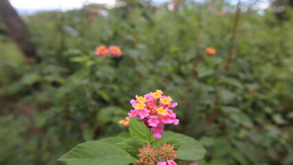 Lantana camara, the smell flora but it have many function as herbal medicine
