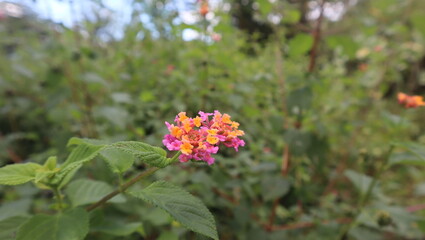 Lantana camara, the smell flora but it have many function as herbal medicine