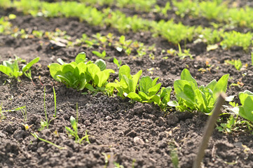 a bed of spinach in the garden