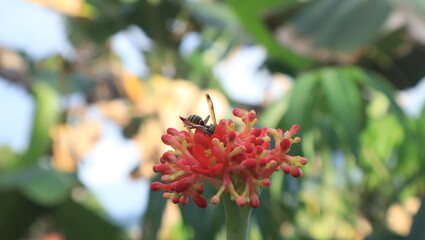 Jatropha podagrica ornamental plant with green leaves,Close up photo