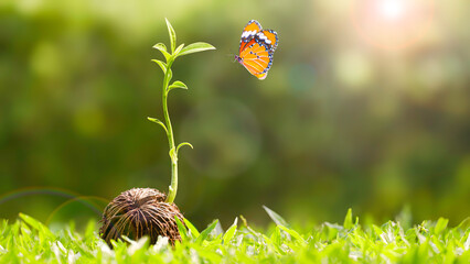 Colorful butterfly is flying near young plant growing from dry Cerbera odollam seed on blurred...