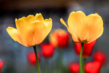 Tulip. Beautiful bouquet of tulips. colorful tulips. tulips in spring. HDR Image (High Dynamic...