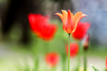 Tulip. Beautiful bouquet of tulips. colorful tulips. tulips in spring. HDR Image (High Dynamic...