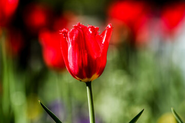 Obraz premium Tulip. Beautiful bouquet of tulips. colorful tulips. tulips in spring. HDR Image (High Dynamic Range).
