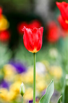 Tulip. Beautiful bouquet of tulips. colorful tulips. tulips in spring. HDR Image (High Dynamic Range).
