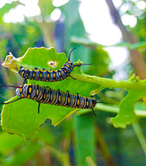 Caterpillar, butterfly caterpillar, yellow-black striped caterpillar, animal, butterfly, pupa