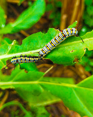 Caterpillar, butterfly caterpillar, yellow-black striped caterpillar, animal, butterfly, pupa