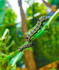 Caterpillar, butterfly caterpillar, yellow-black striped caterpillar, animal, butterfly, pupa