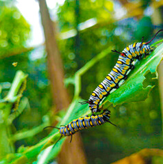 Caterpillar, butterfly caterpillar, yellow-black striped caterpillar, animal, butterfly, pupa
