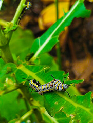 Caterpillar, butterfly caterpillar, yellow-black striped caterpillar, animal, butterfly, pupa