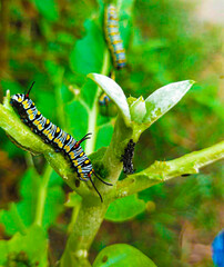 Caterpillar, butterfly caterpillar, yellow-black striped caterpillar, animal, butterfly, pupa
