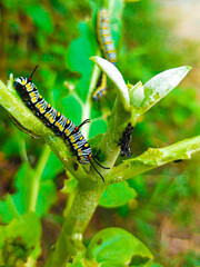 Caterpillar, butterfly caterpillar, yellow-black striped caterpillar, animal, butterfly, pupa