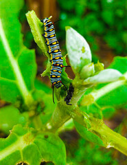 Caterpillar, butterfly caterpillar, yellow-black striped caterpillar, animal, butterfly, pupa