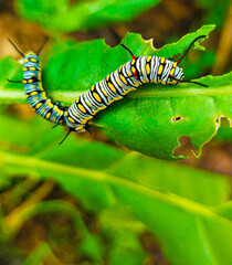 Caterpillar, butterfly caterpillar, yellow-black striped caterpillar, animal, butterfly, pupa