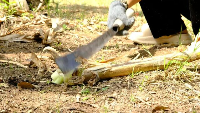 Farmers use knives to finely chop banana trees. to be used to make food for animals