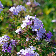 (Plumbago auriculata) Cape leadwort, mounding shrub with a profusion of pale pink lobed flowers in...
