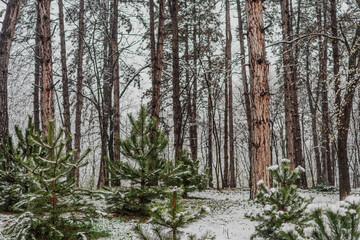 First snow in a coniferous forest. Landscape, beauty of nature