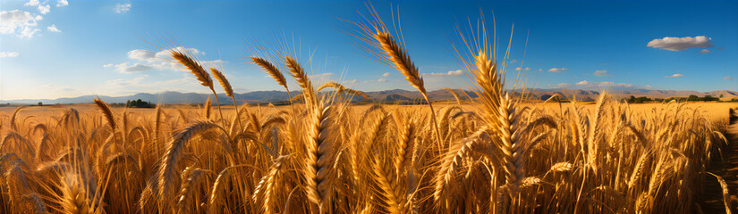  Illustration On The Theme Of Agriculture, Large Ears Of Ripening Wheat. Countries And Territories. Food And Travel. Generative AI	
