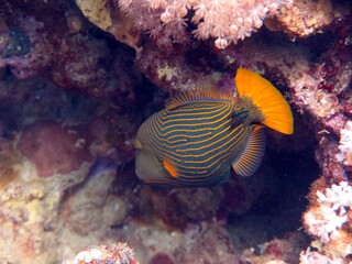Fototapeta na wymiar red sea fish and moray eel