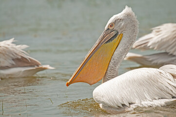 Dalmatian Pelican (Pelecanus crispus) eating fish in Lake Manyas.