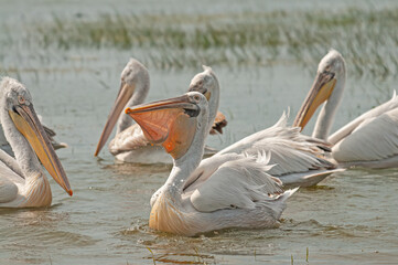 Dalmatian Pelican (Pelecanus crispus) eating fish in Lake Manyas.