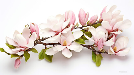 Fototapeta na wymiar Perfect Beautiful Blooming Magnolia Flower Bouquet Isolated