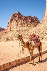 Camel near Lawrences Spring mountain in Wadi Rum valley, Jordan