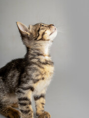portrait of a little kitten with a white background