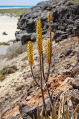 Aloe vera. Yellow flowering Aloe plant with the beach, rocks and Atlantic ocean in the background. Fuerteventura, Canary Islands, Spain. 